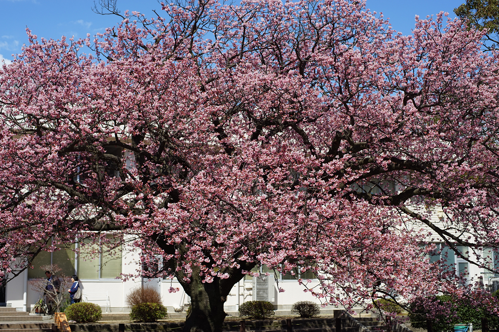 向島小学校の蓬莱桜　３