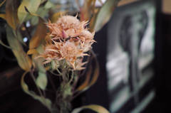 お花です、後ろも御鼻？（笑）