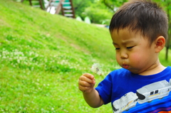 タンポポ飛ばないなぁ