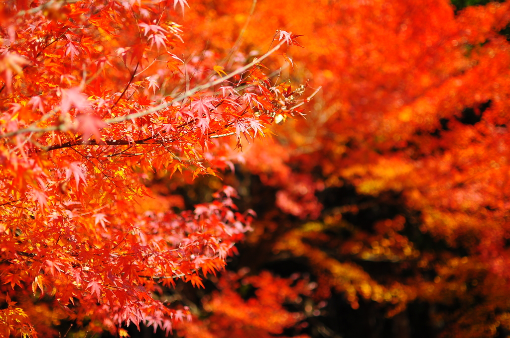 The Red