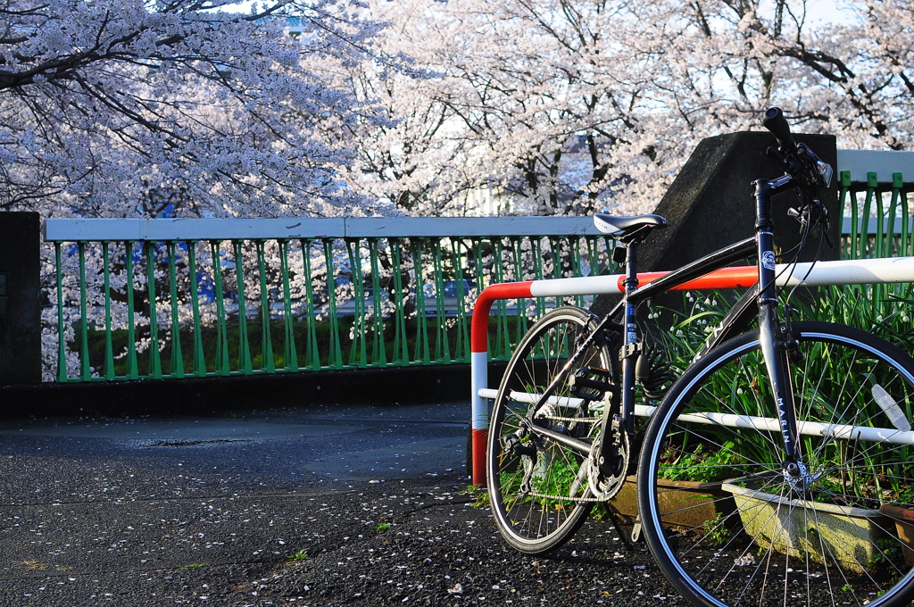 満開の桜と自転車