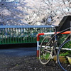 満開の桜と自転車