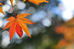 晩秋の紅葉