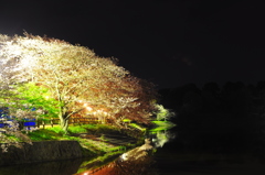 夜桜