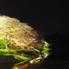 夜桜