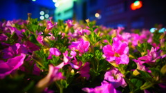 繁華街の癒し