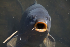 食べ物くれ～