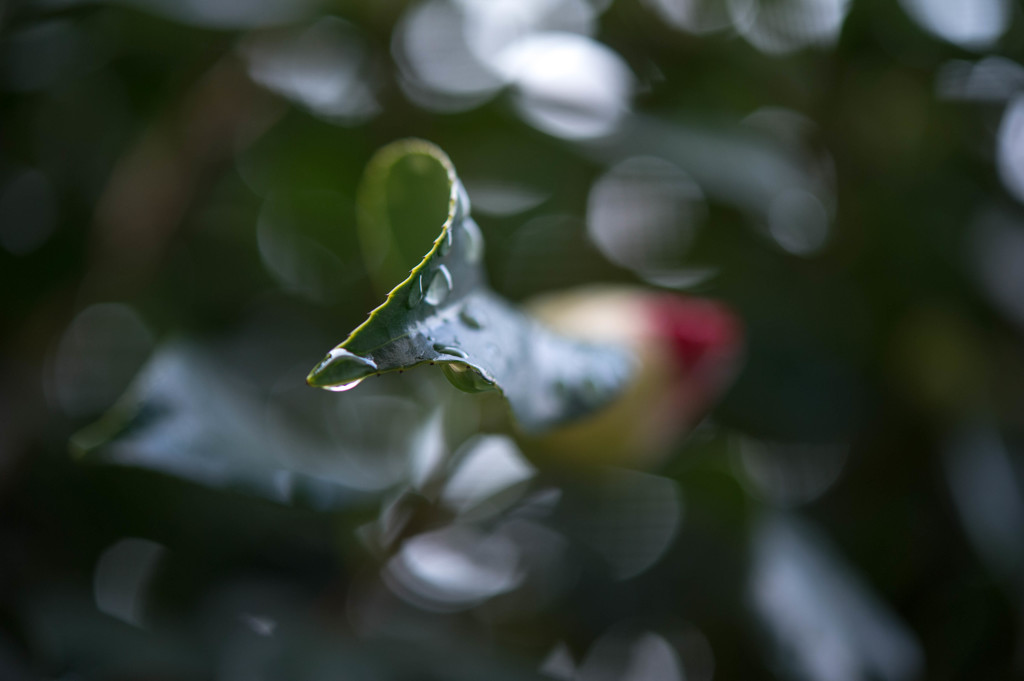 雨上がり