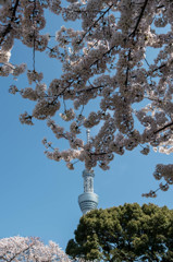 さくらとスカイツリー