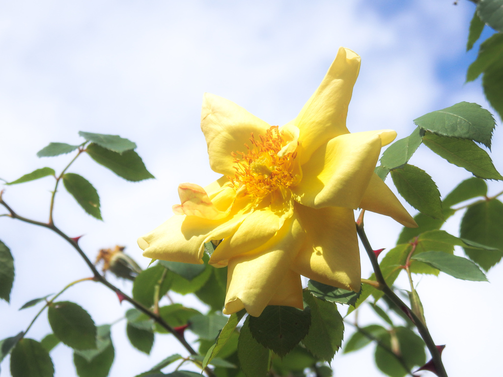 初夏の陽射しのように