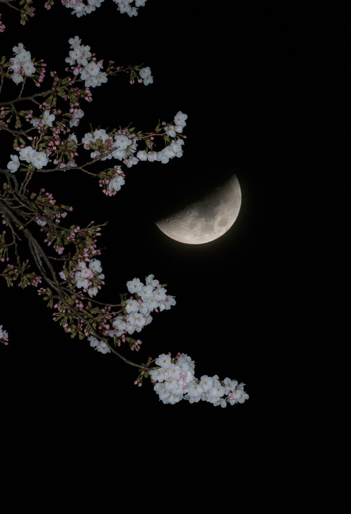 三日月と桜