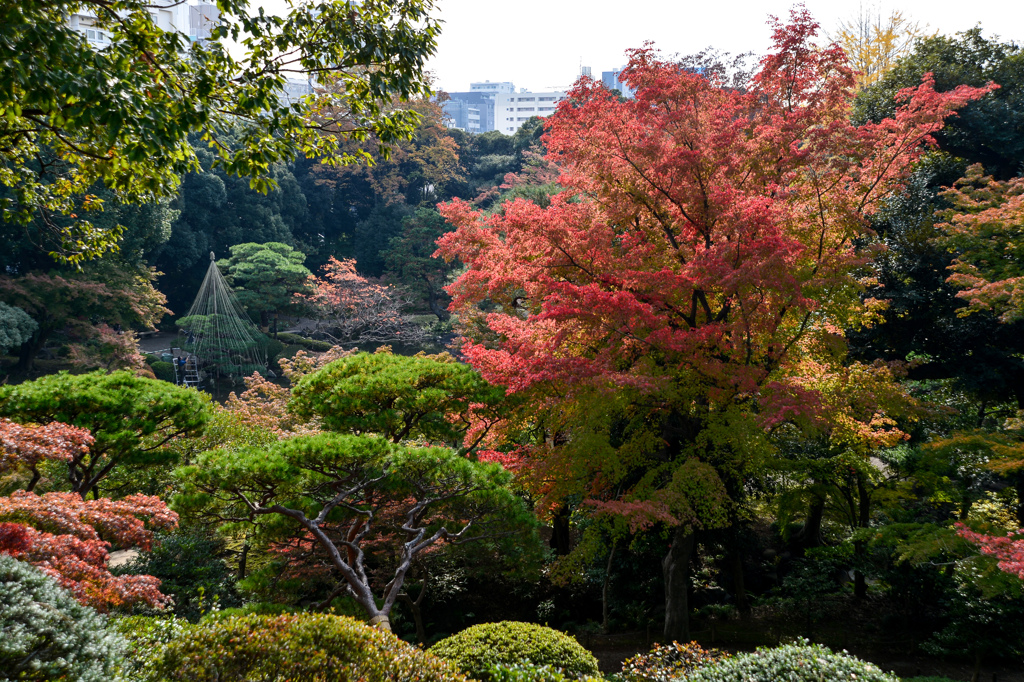 古河庭園１