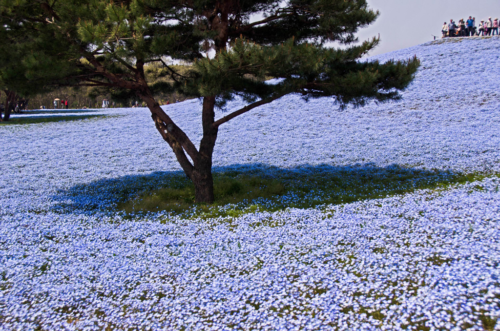 日立海浜公園