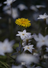 野の花