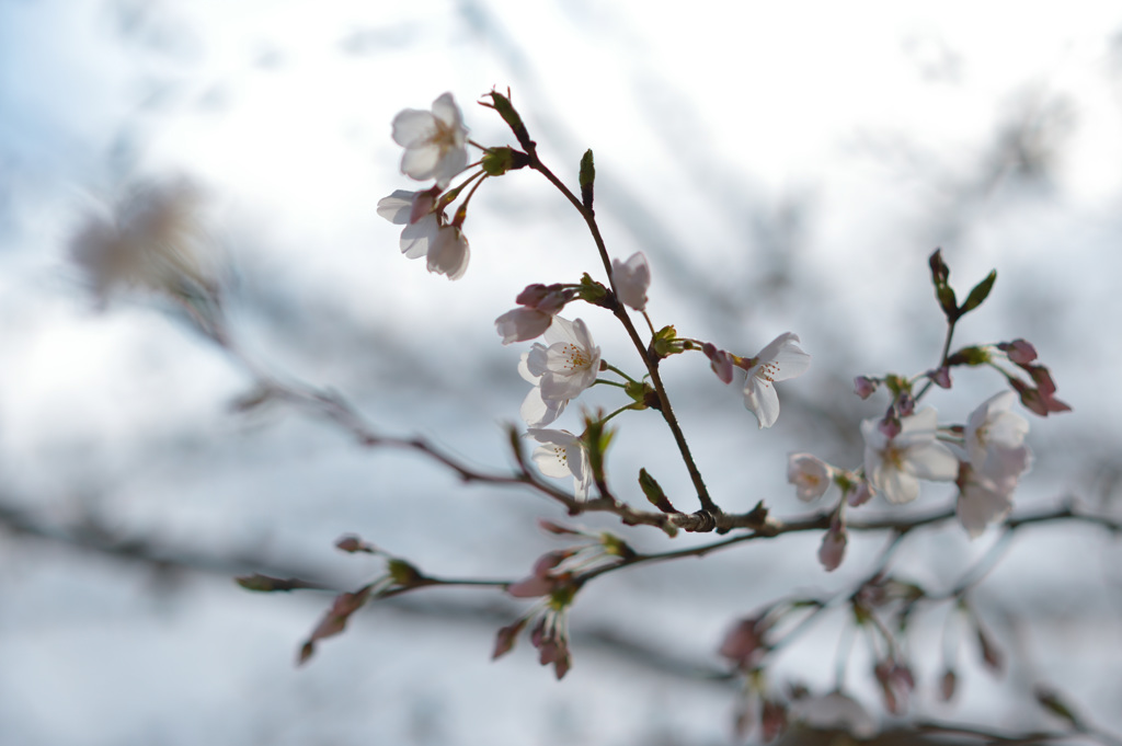 桜