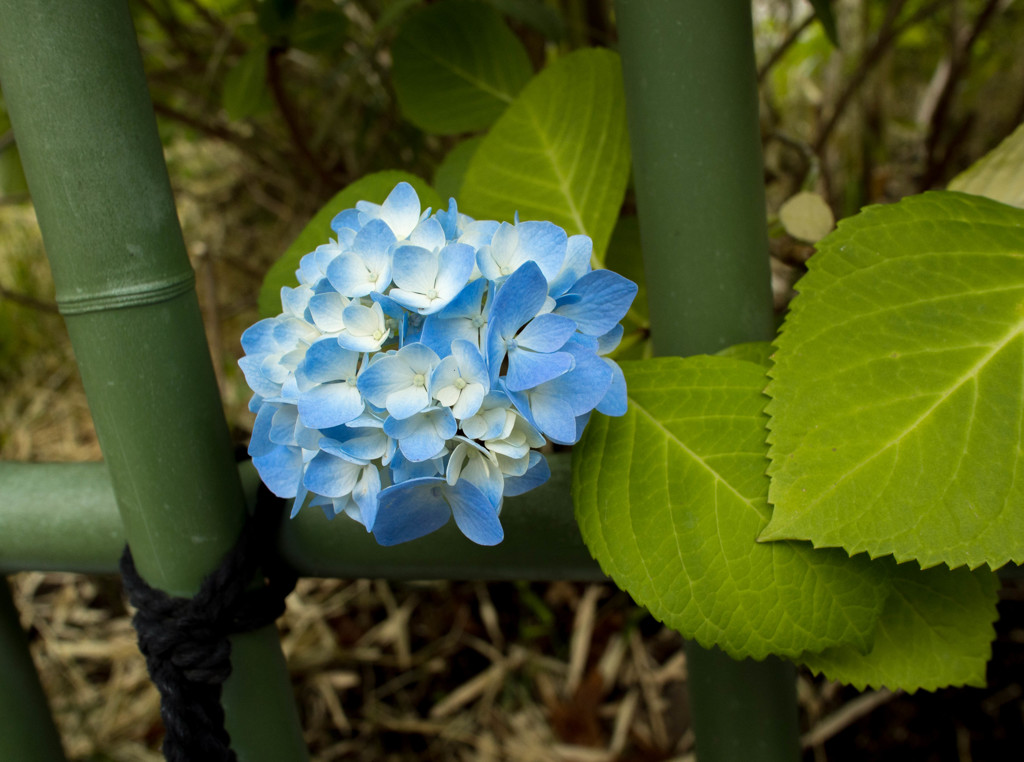 紫陽花