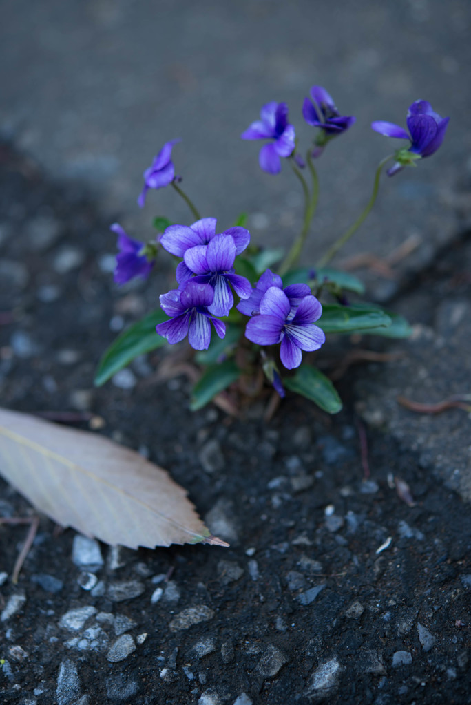 野の花２