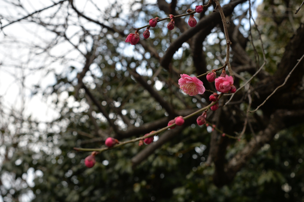 寒さのせいか開花が遅いです
