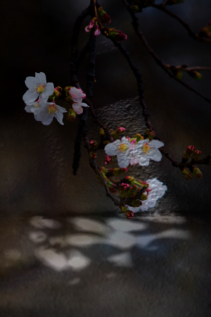 桜 、陰影