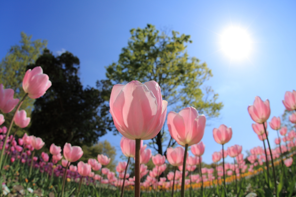 花びらを太陽に