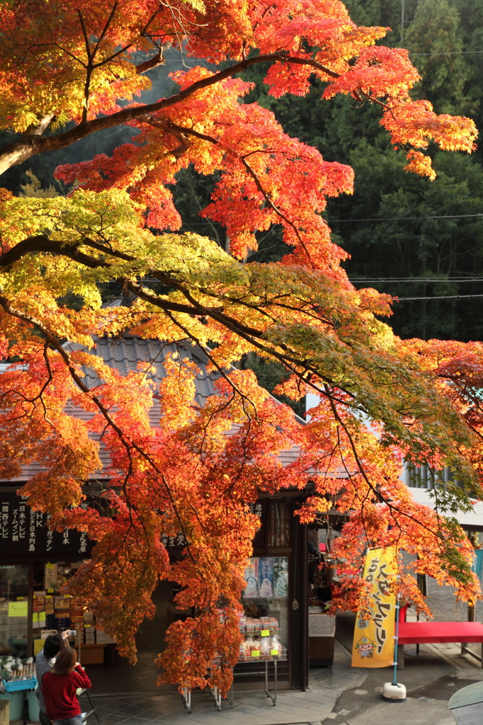 紅葉デート