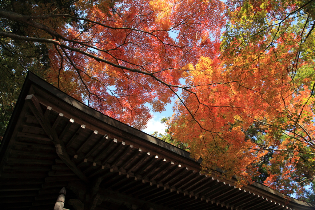 山門を彩る