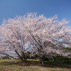 「桜の頃には…」