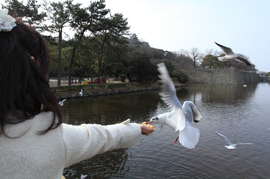 鳥好きなyuki姫様