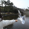 鳥好きなyuki姫様