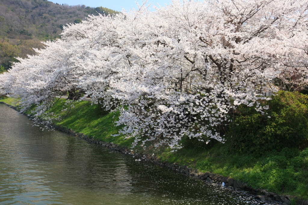 桜池