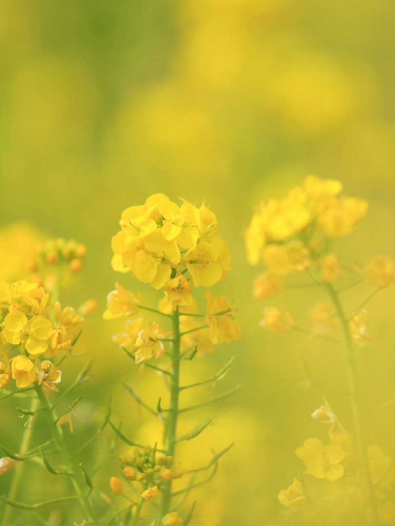 菜の花の思い出