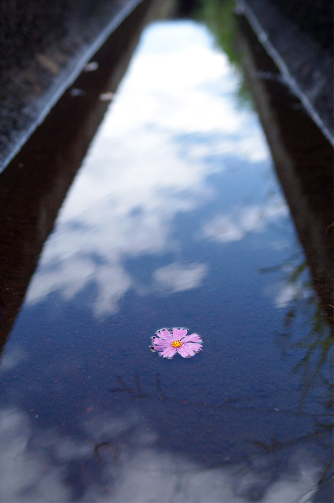 小川に咲いた花