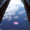 小川に咲いた花