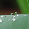 雨上がりの子供達