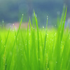 恵みの雨Ⅱ
