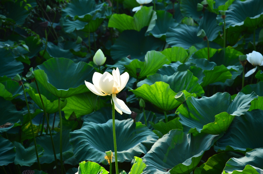 ハスの花