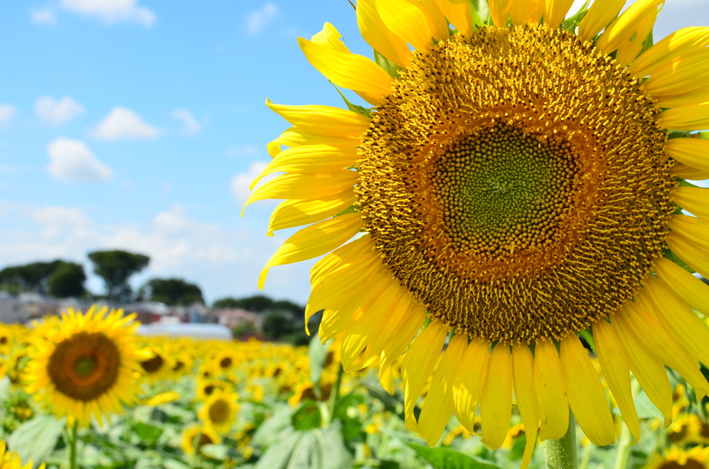 夏のたいよう