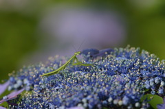 紫陽花とカマキリ