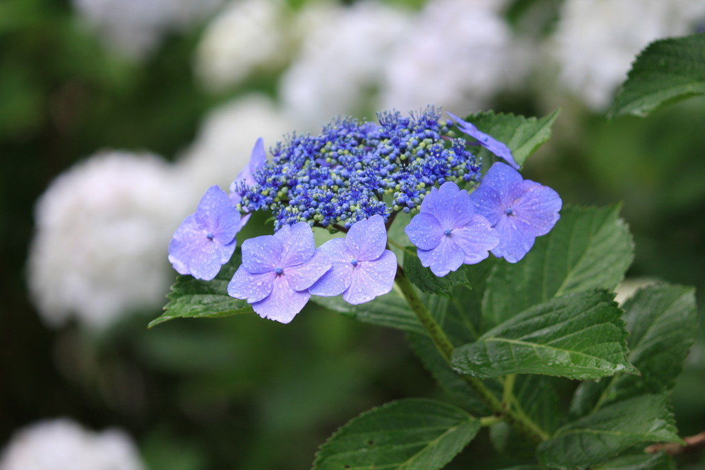 紫陽花2