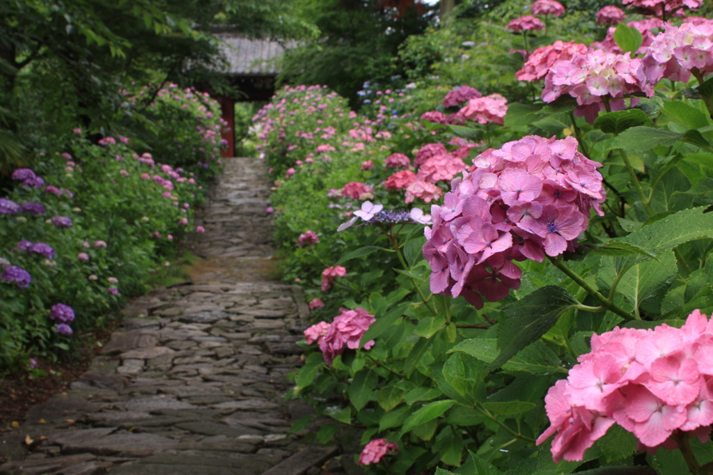 石畳の紫陽花