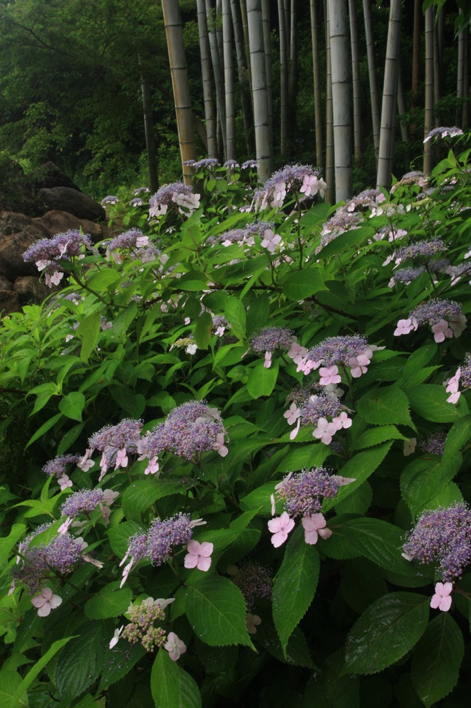竹林に紫陽花