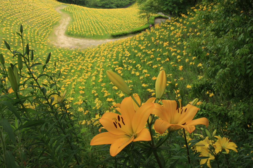 黄金回路