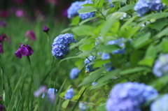 紫陽花と菖蒲