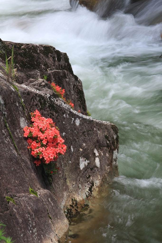 岩つつじ_7