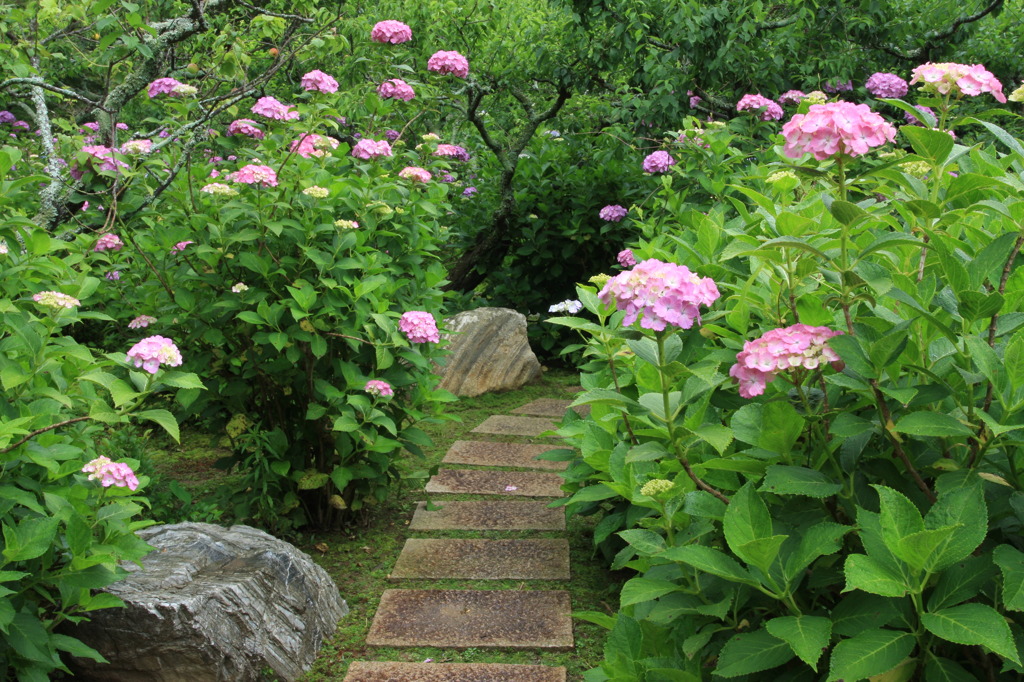 紫陽花の小道