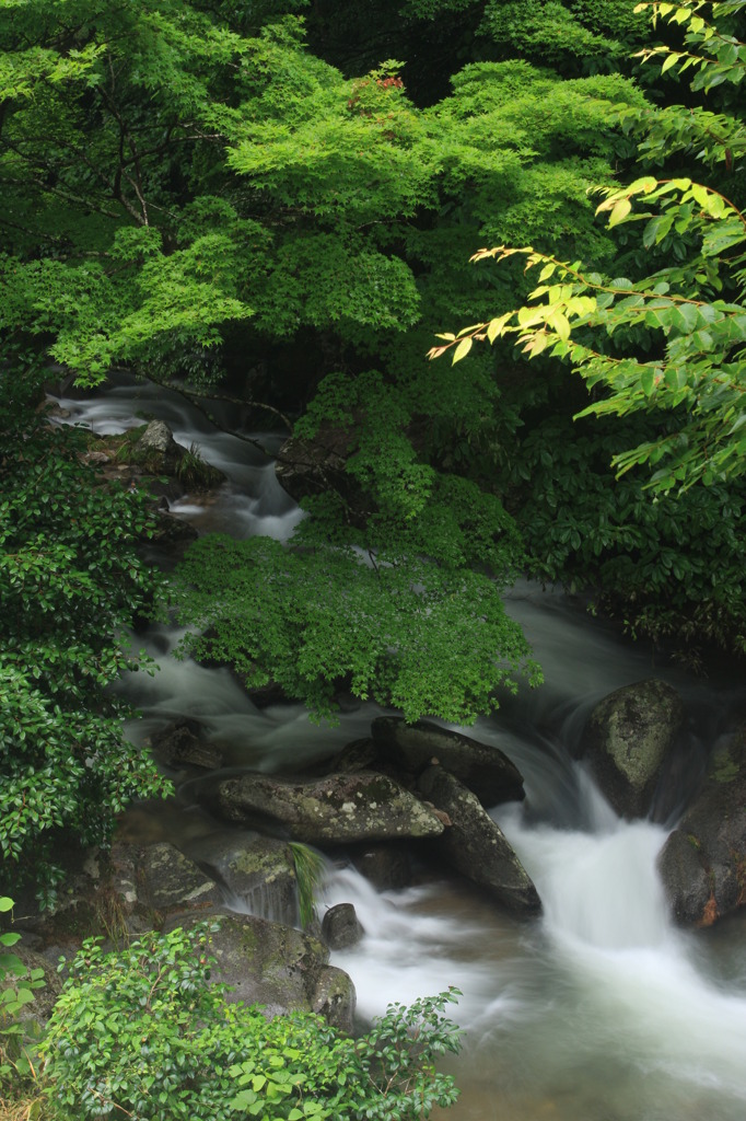 深緑の渓流_1