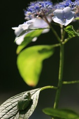 紫陽花に魅せられて