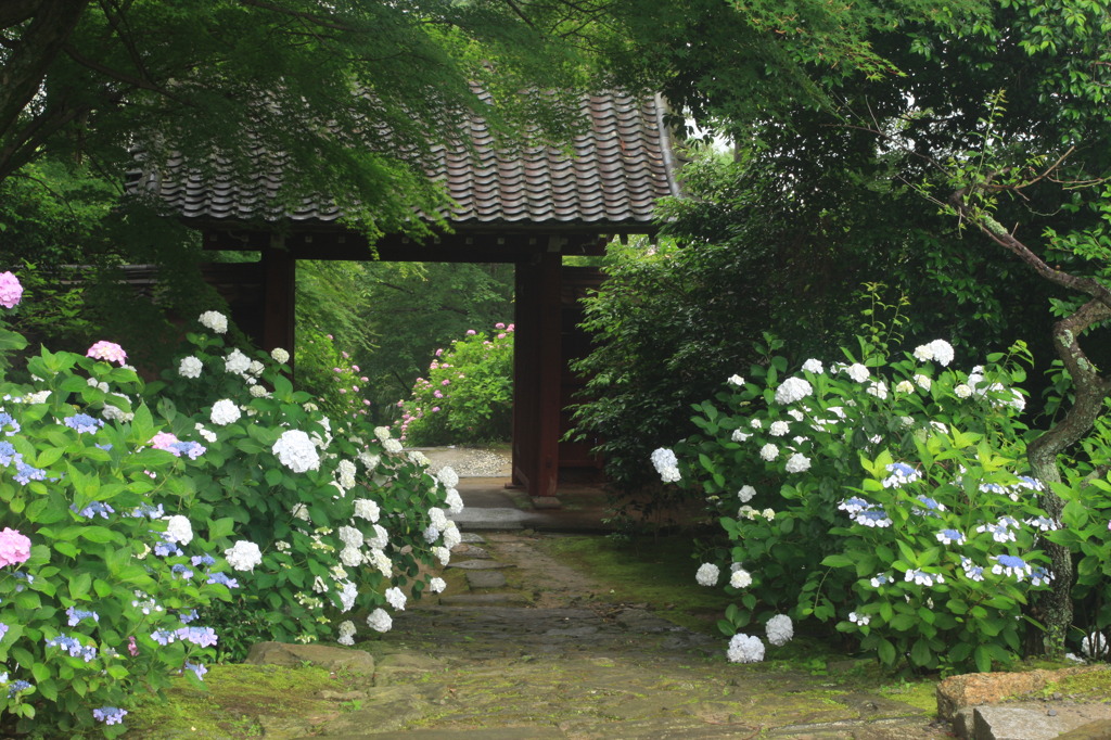 紫陽花寺