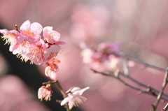 梅