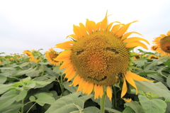 smile